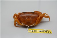 藏品(屏東澤蟹)的圖片